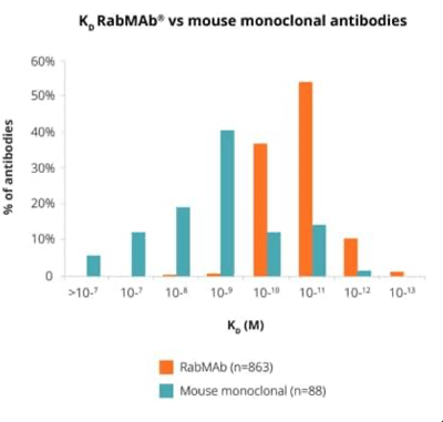 Rabbit antibodies