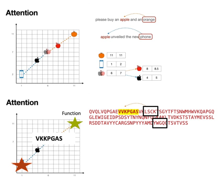 Embeddings at the sub-sequence level- concepts versus HYFTs